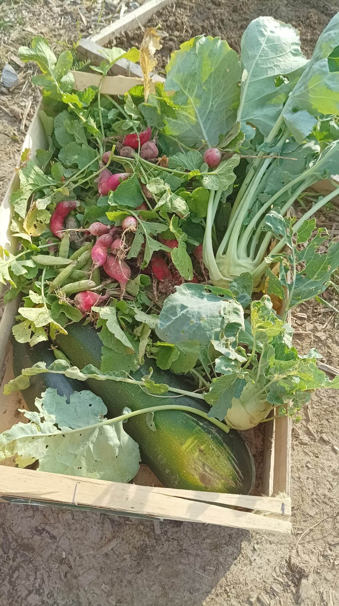 Rzodkiewka, kalarepa, cukinia...